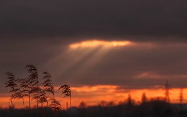Fototapeta premium Dry stems of Miscanthus against a cloudy sky at sunset. landscape with sunbeams