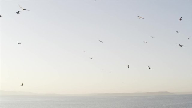 Great slow motion view of many seagulls flying above the blue sea surface in the evening
