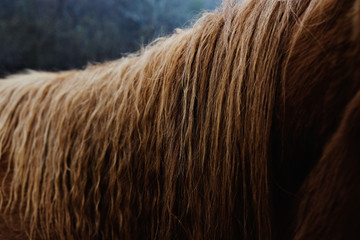 Crimp wavy texture of sorrel horse mane hair close up.