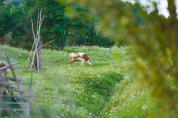 Cow grazing in beautiful pasture on the hills of Romania