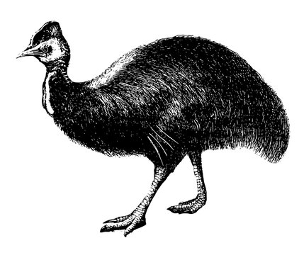 recommend clip art: Cassowary, vintage illustration.