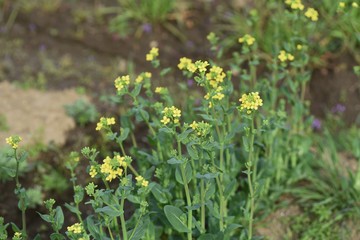 Japanese mustard spinach flowers / Japanese mustard spinach is a winter vegetable called Komatsuna in Japan, and its flowers are also edible.