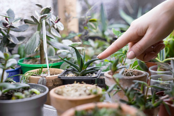 Woman gardener touches and shows index finger on leaves of small haworthia in pot, potted succulent on background, selective focus. Home gardening, freelance, breeding plants at home. 