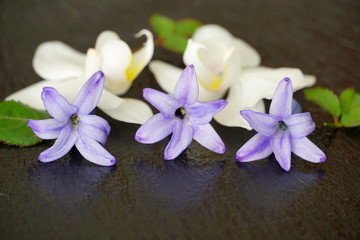 Petals, leaves and violet Hyacinth flower heads on the black background