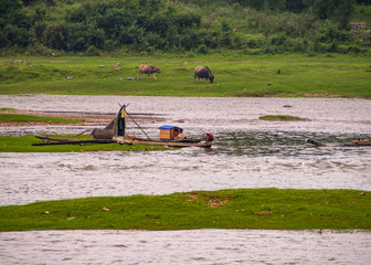 Guilin, China - May 10, 2010: Along Li River. Grazing brown buffaloes on green meadow on shoreline...