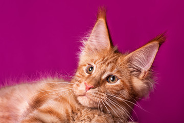 Adorable cute maine coon kitten on purple background in studio, isolated.