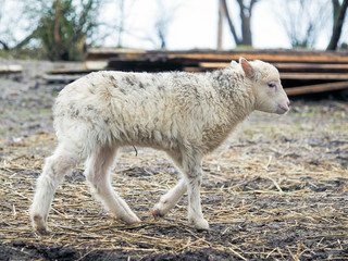 Fototapeta premium Portrait of a small lamb of a rare breed Poll dorset