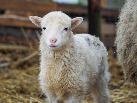 Portrait of a small lamb of a rare breed Poll dorset