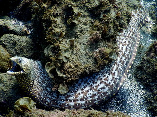 Costa Rica sealife