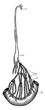 Thoracic Duct And Lacteals, Vintage Illustration.