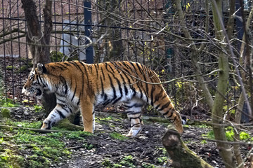 Obraz premium tiger in zoo
