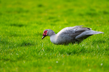A warty duck searches  for food on a green meadow