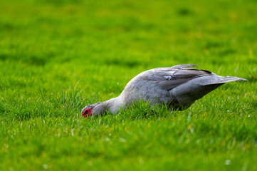 A warty duck searches  for food on a green meadow