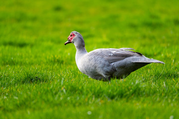 A warty duck searches  for food on a green meadow