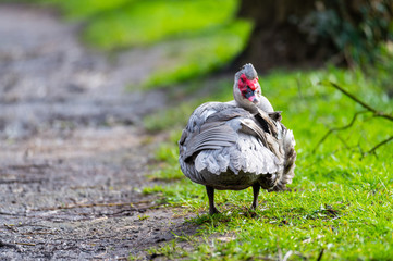 A warty duck cleans  up on a small path after a rain shower