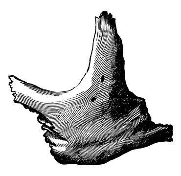 Human Malar Bone, vintage illustration.