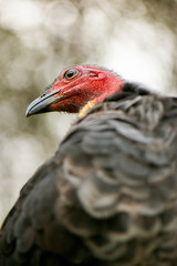 Australian Brushturkey also known Alectura lathami.
