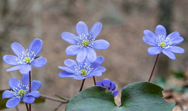 group of spontaneous flowers with lilac petals and white pistils
