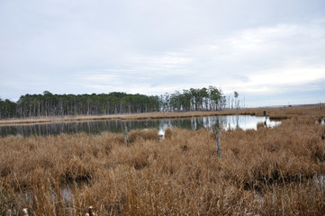  Blackwater Wildlife Nature Reserve - a Bird, Wildlife and Flora Sanctuary on the Maryland Eastern Shore