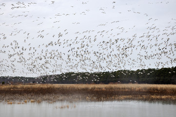 Birds flocking over the water in the  Blackwater Nature preserve in Maryland