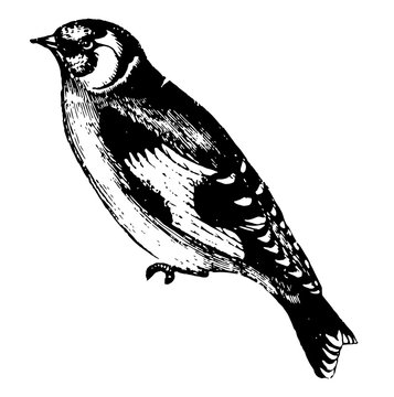 recommend clip art: Goldfinch, vintage illustration.