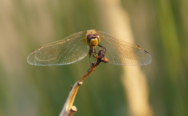 Close up view of a dragonfly face, legs and wings as it sits on a dried branch.