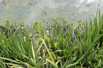 Green grass sandy bottom the clear water