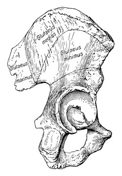 The Ilium Bone And Origin Of The Gluteal Muscles, Vintage Illustration.