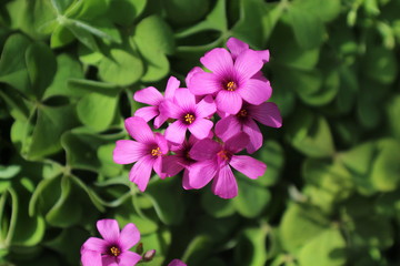 Fototapeta na wymiar Pretty Pink Flowers