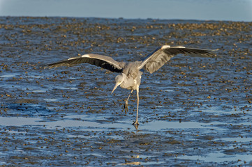 grey heron Ardea cinerea in Fukuoka, Japan