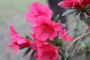 Pretty Pink Flowers