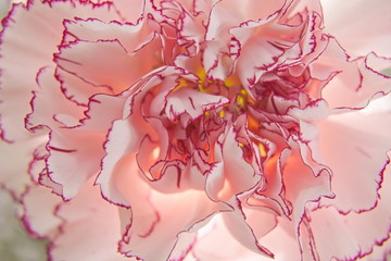 Obraz na płótnie Canvas Pink Carnation Flower