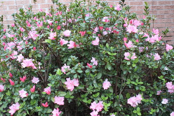 Pretty Pink Flowers