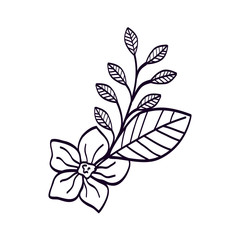 cute flower with branch and leafs line style icon vector illustration design