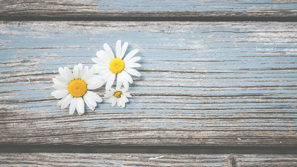 Gänseblümchen, Margeriten, Blüten auf blauem Holz - Hintergrund, mit Textfeld, Vorlage, Design 