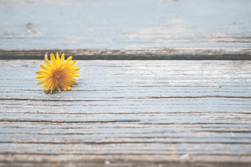 Obraz premium Gänseblümchen, Margeriten, Blüten auf blauem Holz - Hintergrund, mit Textfeld, Vorlage, Design 