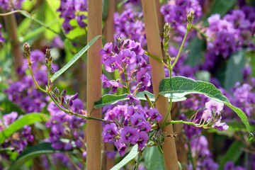 Gardenbergia (lat.- hardenbergia) - Australian liana