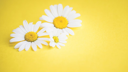 Margeriten, Gänseblümchen - Blüten auf buntem Karton, Vorlage für Design, Hintergrund mit Textfreiraum