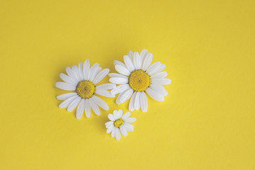 Fototapeta na wymiar Margeriten, Gänseblümchen - Blüten auf buntem Karton, Vorlage für Design, Hintergrund mit Textfreiraum