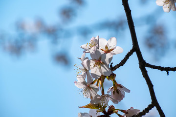 満開のサクラの花