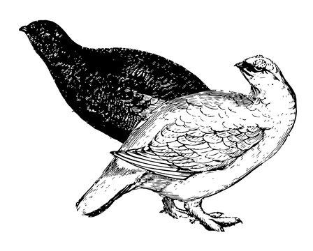 recommend clip art: Ptarmigan, vintage illustration.