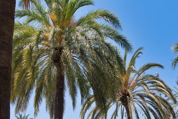 Fototapeta na wymiar Tropical tree in a city park on a warm summer day