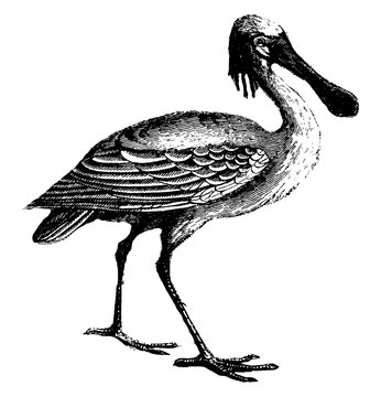 Spoonbill, Vintage Illustration.