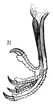 Water ousel Foot, vintage illustration.