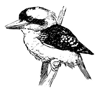 recommend clip art: Kookaburra, vintage illustration.