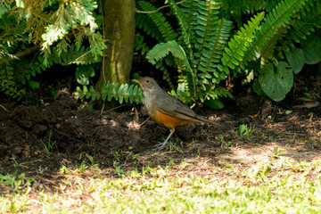Pájaro en un jardín con helechos