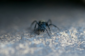 foto macro Hormiga 