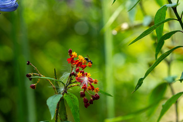 Flores silvestres con insectos