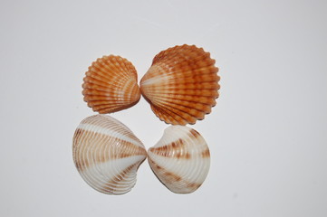 smooth  clams on white background brown and white color