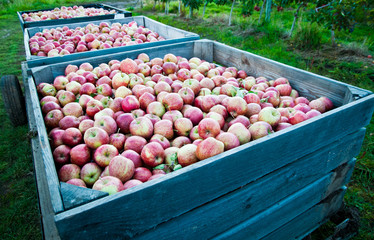 Apples 4